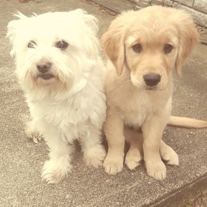 Meet your Posher, Brandy